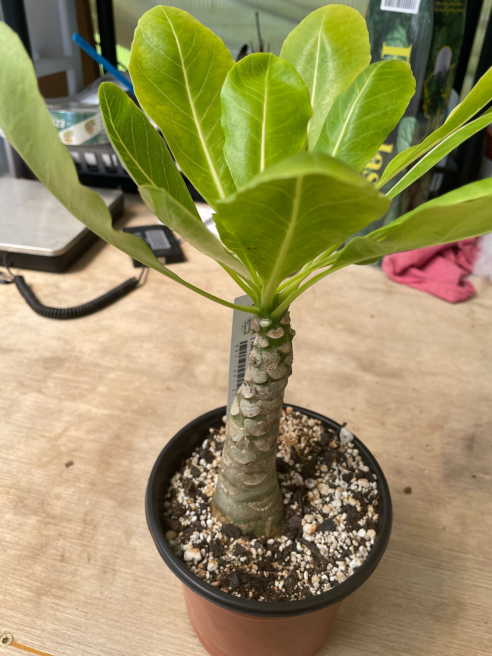 Miniature : Brighamia insignia (Hawai’ian Palm)