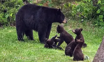 black-bear-cubs-north-carolina-wildlife.webp
