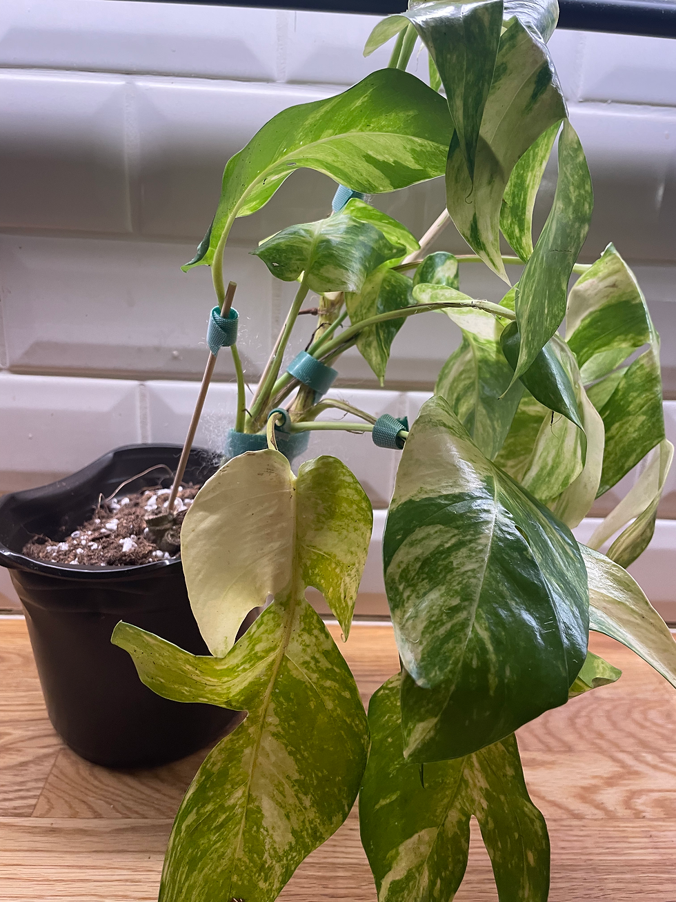 Thumbnail: Epipremnum pinnatum  'Golden Flame'