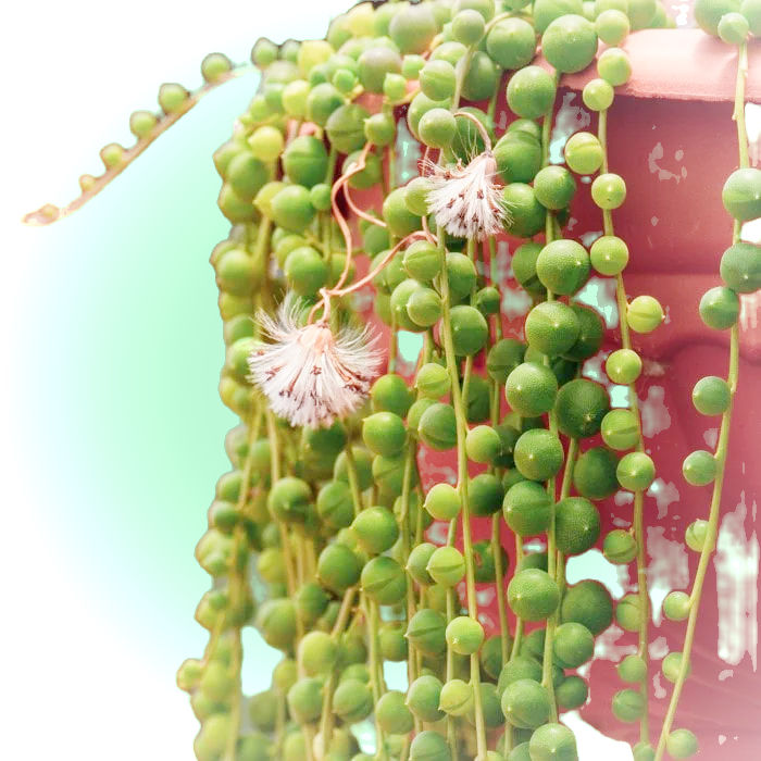 サムネイル： String of Pearls (Curio (Senecio) rowleyanus