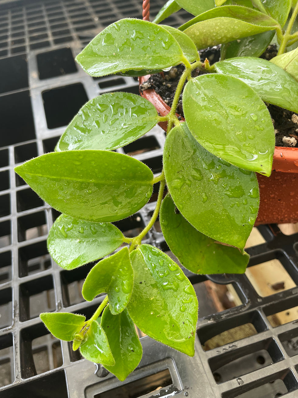 Thumbnail: Aeschynanthus radicans (Lipstick Plant)