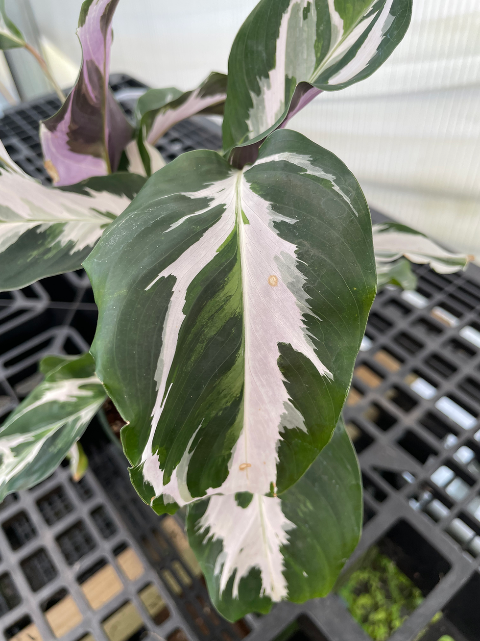 ภาพขนาดย่อ: Goeppertia (Calathea) 'Stella'