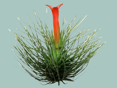 Tillandsia andreana | Specialty Tropicals