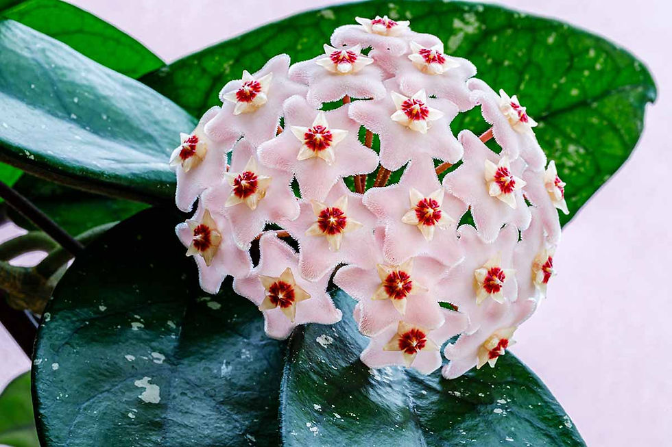 HOYA
