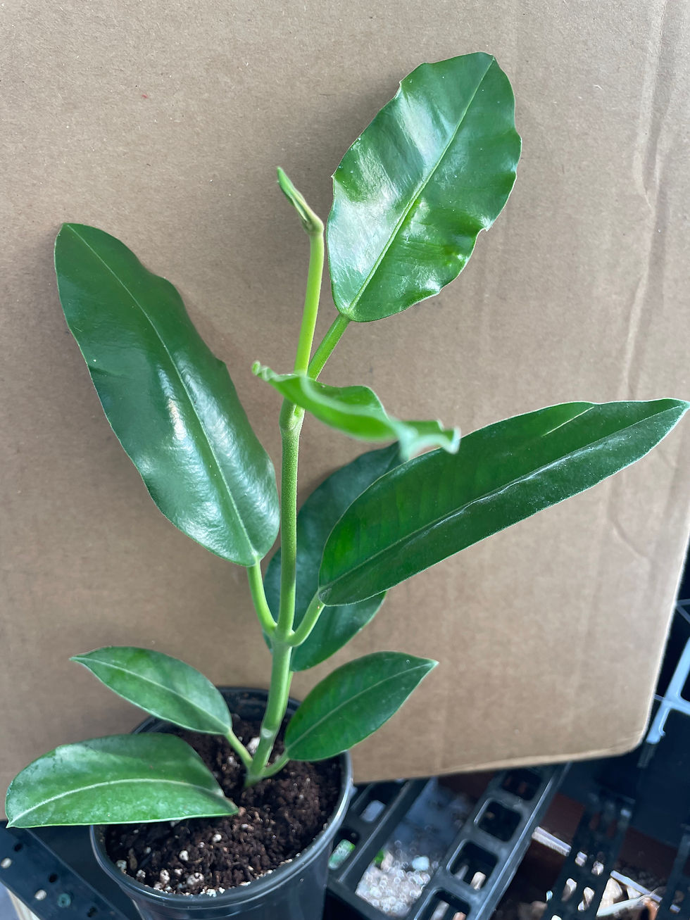 Прев'ю: Hoya imperialis White Alba