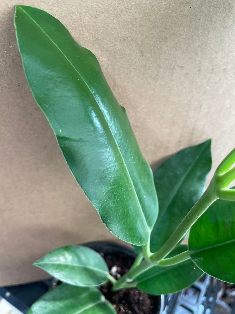 Thumbnail: Hoya imperialis White Alba