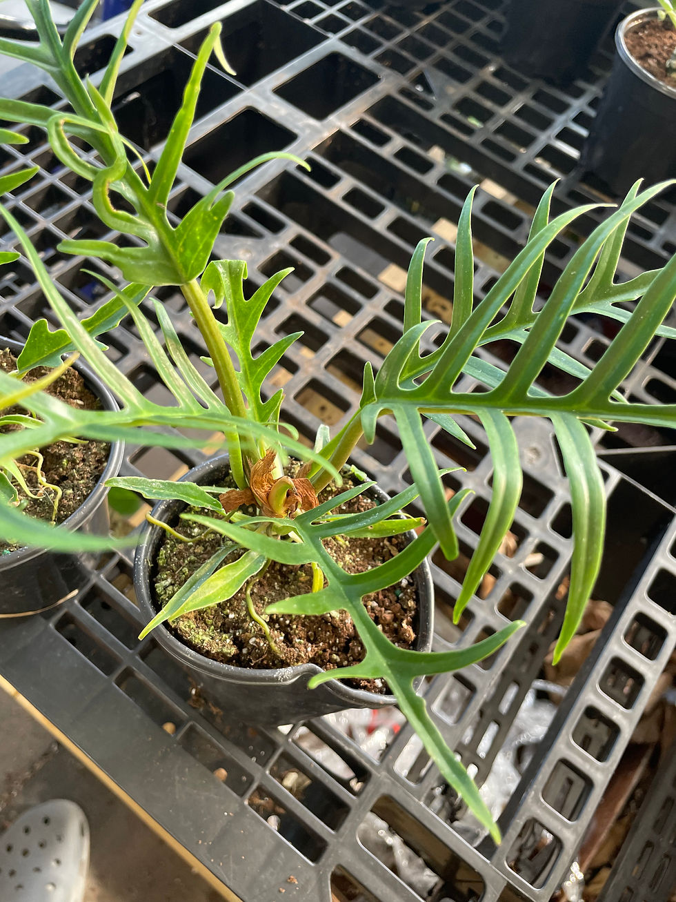 Hình thu nhỏ: PHILODENDRON tortum