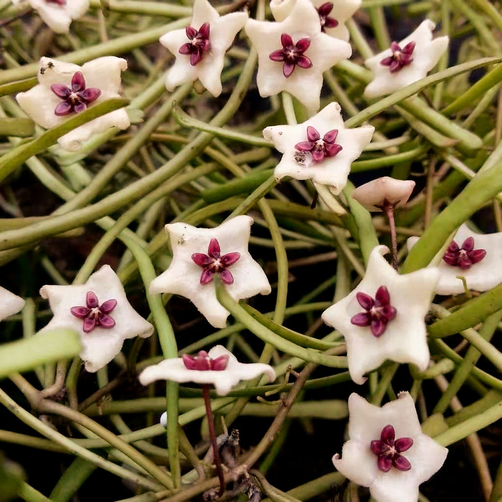 サムネイル： Hoya retusa