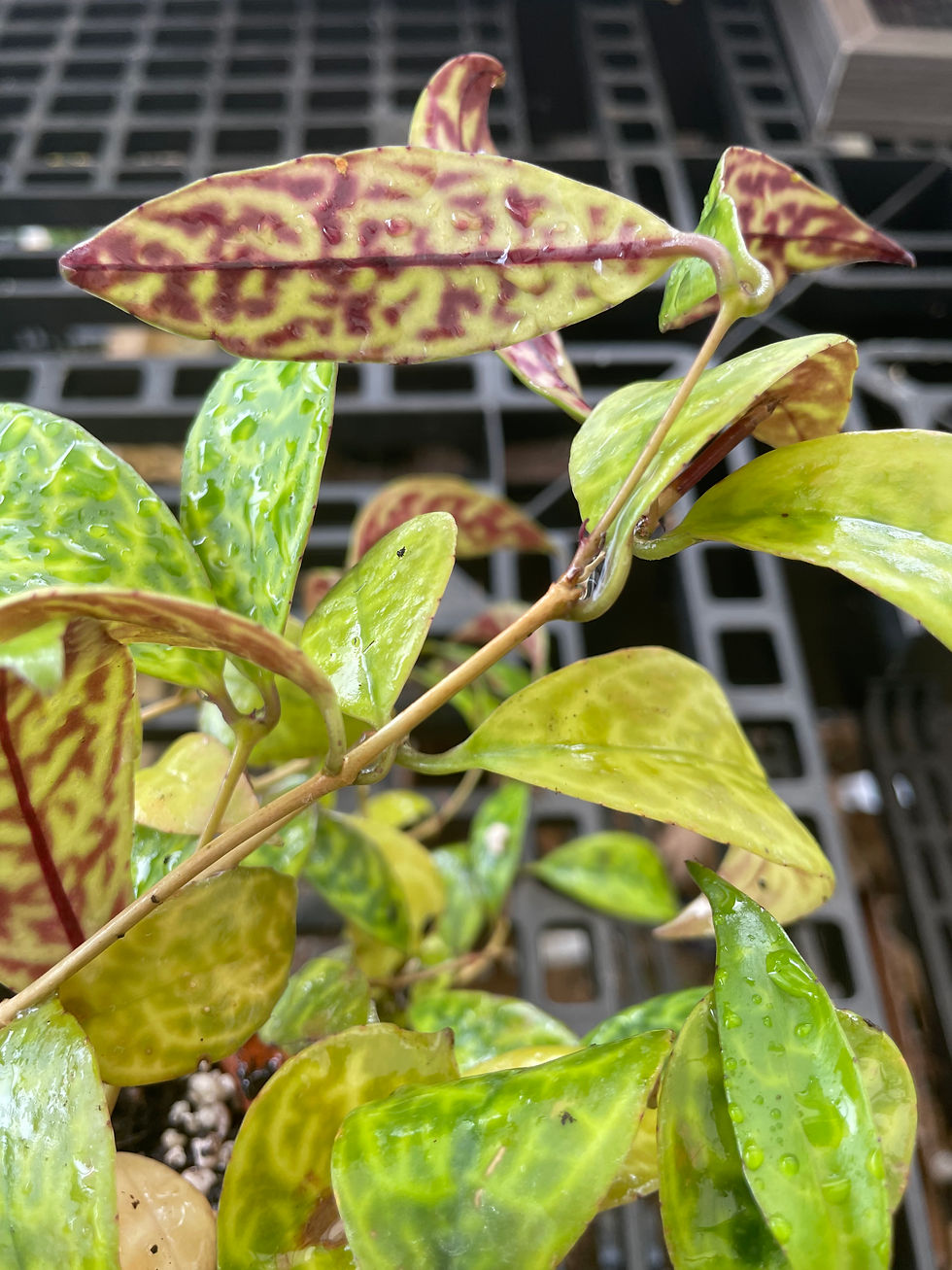 Miniatura: Aeschynanthus longicaulis ‘Black Pagoda’