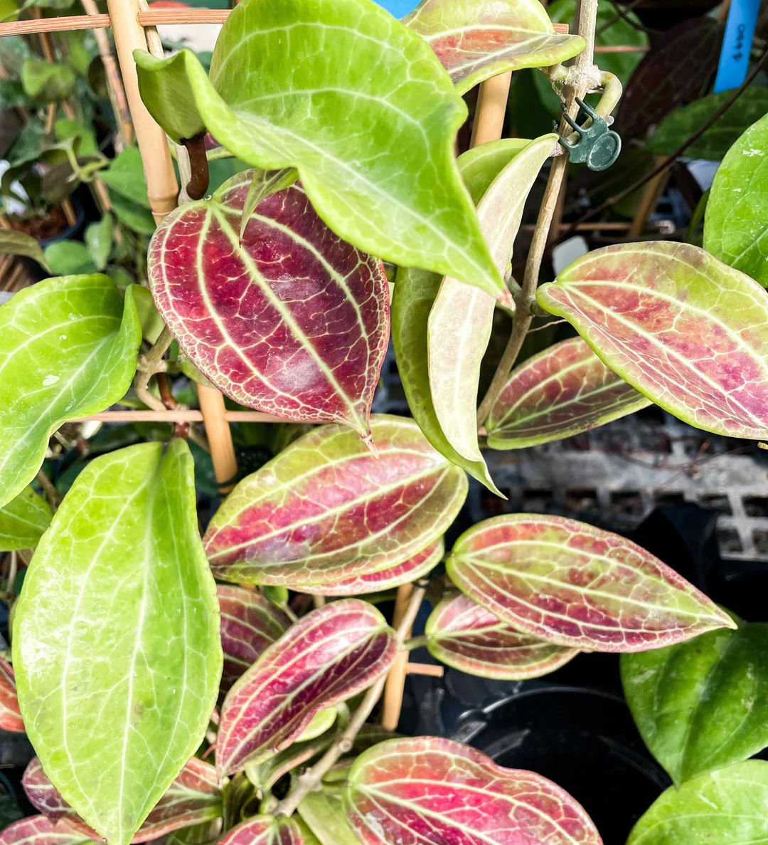 Hoya merrillii (Small Leaf)