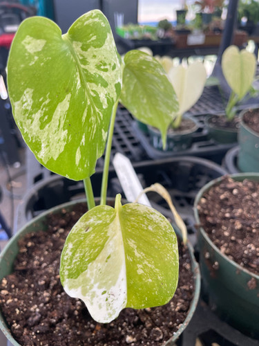 Monstera deliciosa 'Mint' | Specialty Tropicals