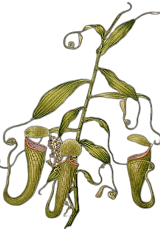 Botanical sketch - Nepenthes