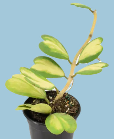 Thumbnail: HOYA kerrii 'Reverse Variegated'