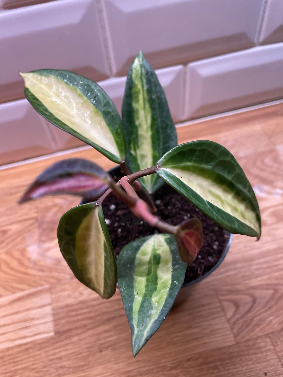 Thumbnail: Hoya macrophylla 'Inner Variegated'