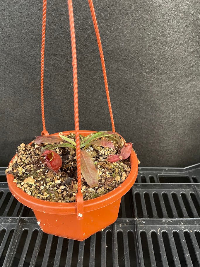 الصورة المصغرة: Nepenthes ventricosa x ampullaria 'Black Miracle'