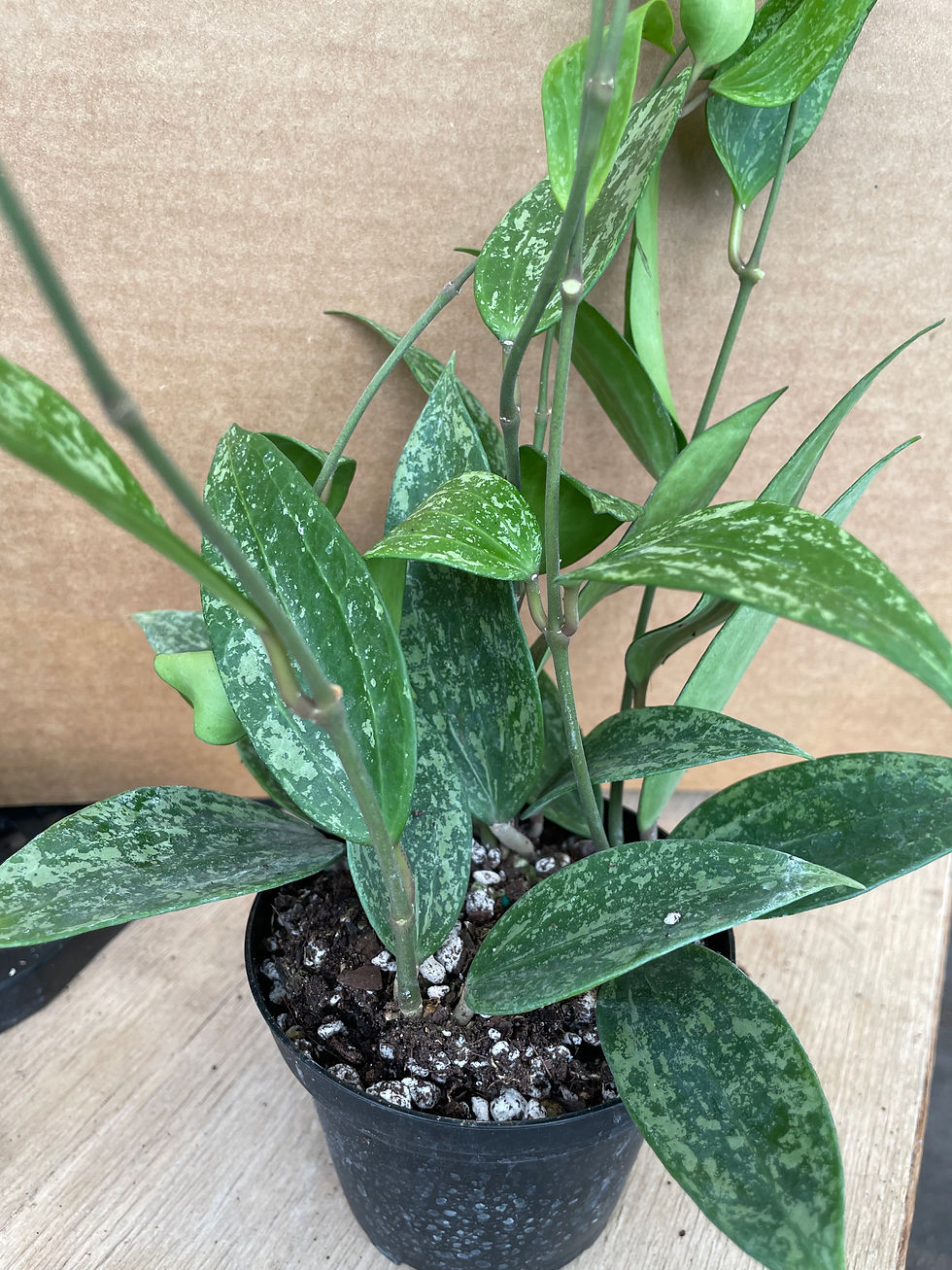 Thumbnail: Hoya latifolia 'Rangsan Splash'