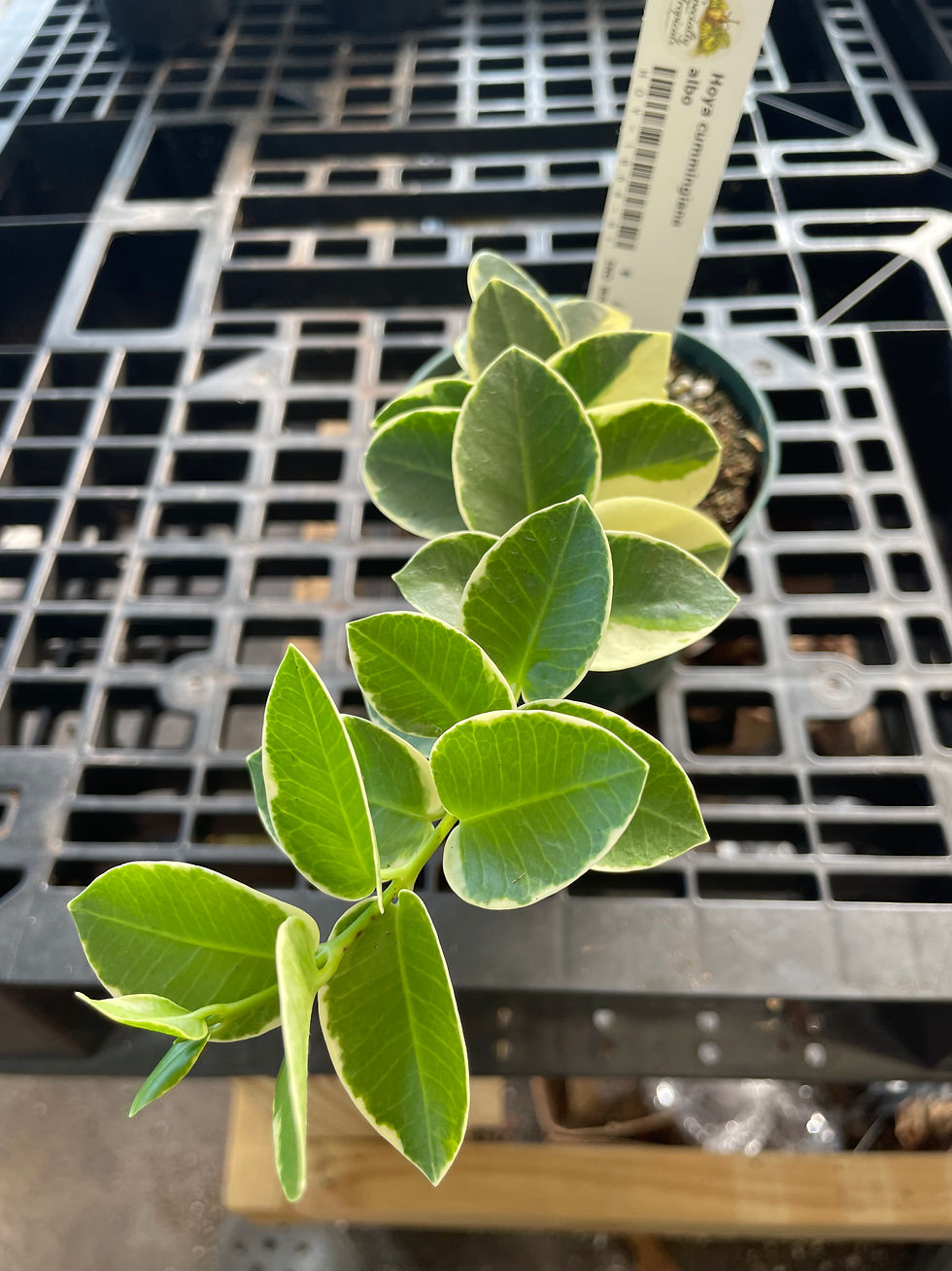 Прев'ю: Hoya cummingiana albo