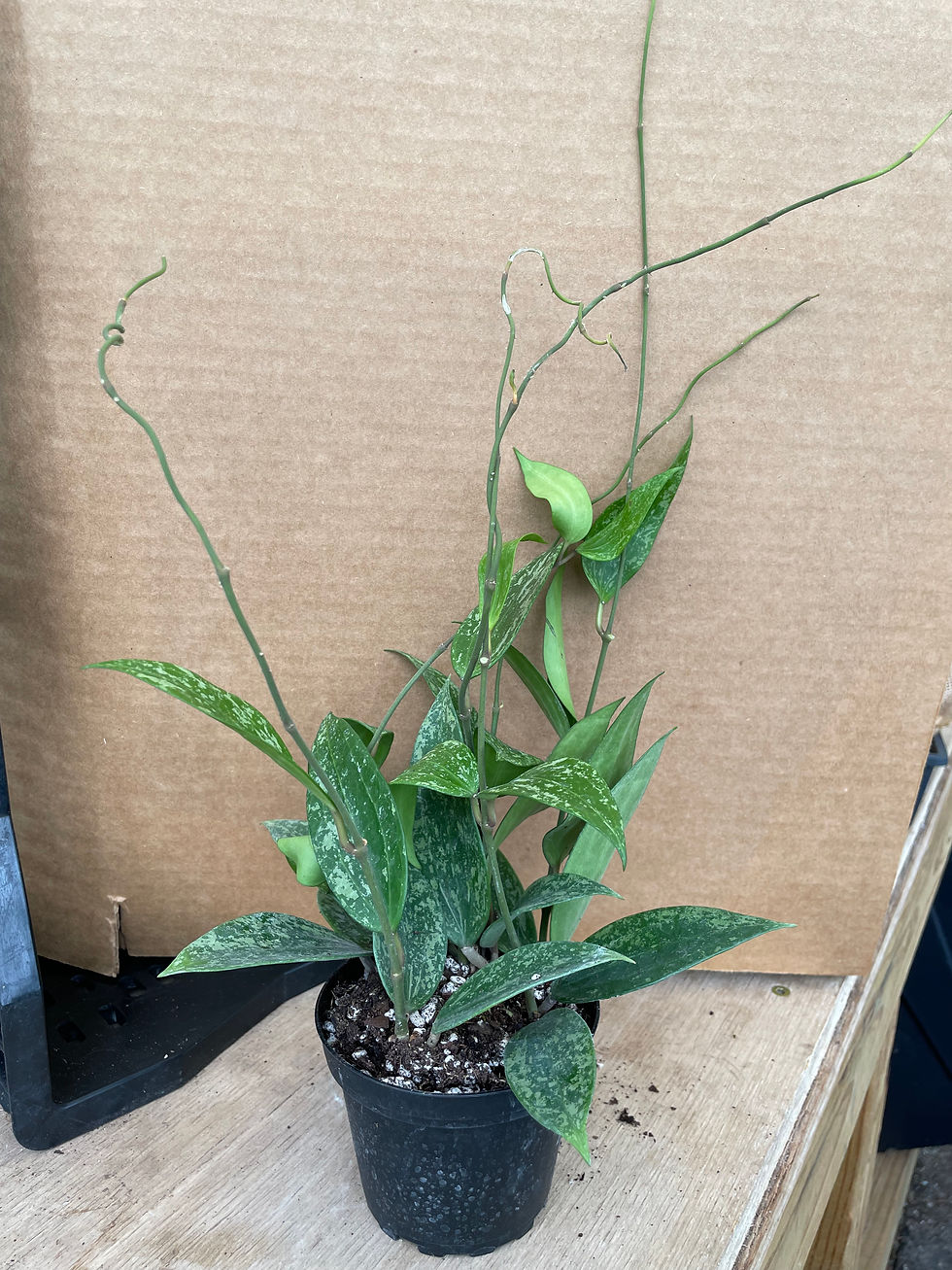 Thumbnail: Hoya latifolia 'Rangsan Splash'