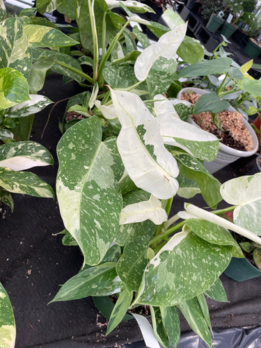 Philodendron 'Jose Buono Fiesta' 6IN
