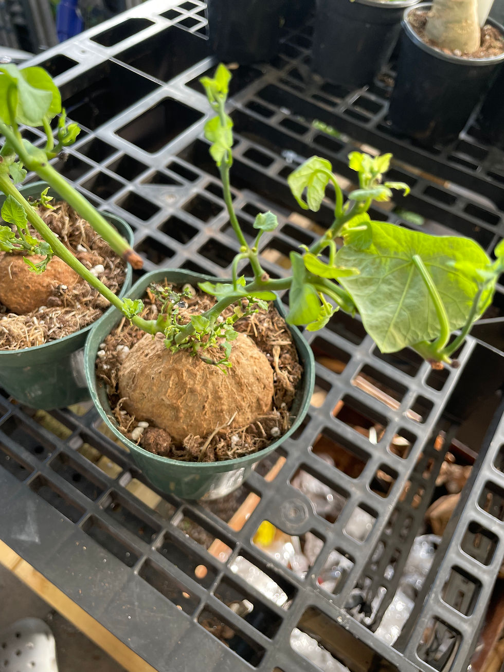 Thumbnail: Stephania erecta