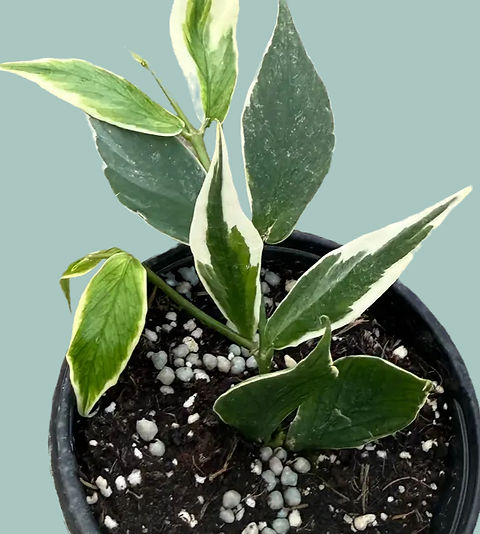 Hoya polyneura albomarginata | Specialty Tropicals