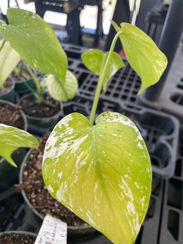 Monstera deliciosa 'Mint' | Specialty Tropicals
