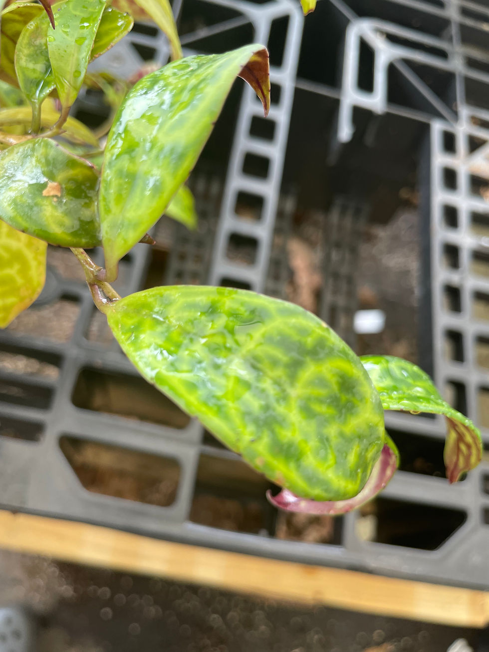 Miniatura: Aeschynanthus longicaulis ‘Black Pagoda’
