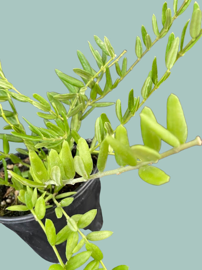 Miniature : Hoya engleriana