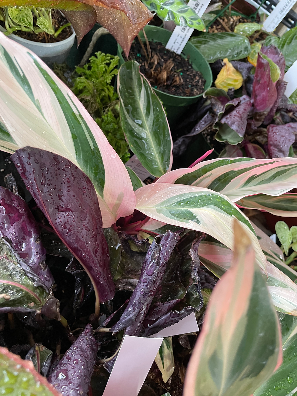 Thumbnail: STROMANTHE sanguinea 'Triostar'