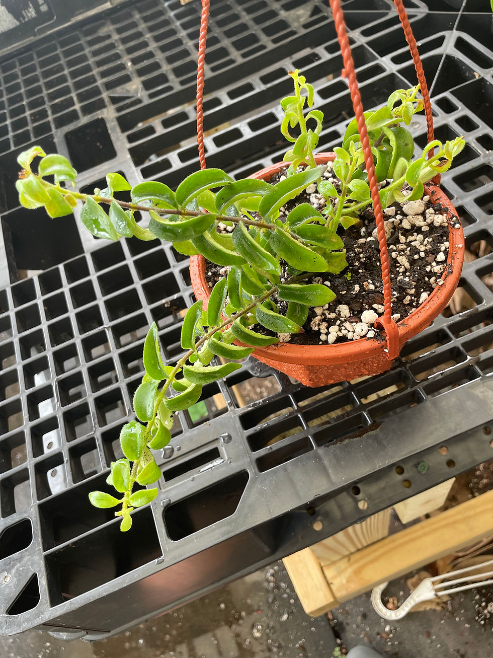 Thumbnail: Aeschynanthus radicans ‘Twister’ (Lipstick Plant)