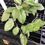 Thumbnail: Hoya carnosa 'Freckled Splash'