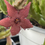 Thumbnail: Stapelia schinzii