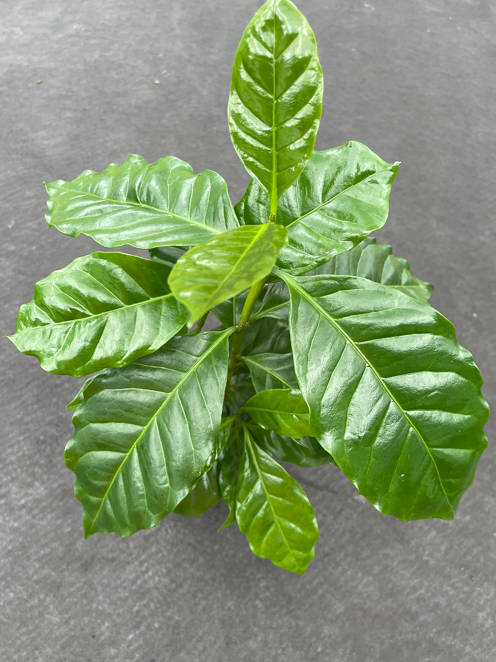 Coffea arabica (Coffee Tree)