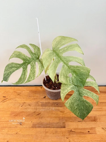 Monstera deliciosa 'Mint' | Specialty Tropicals