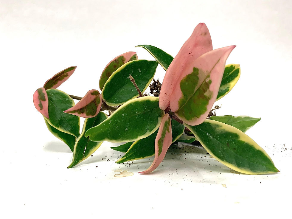 Thumbnail: Hoya carnosa 'Krimson Queen'