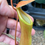 Thumbnail: Nepenthes x 'ventrata' LARGE