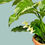 Thumbnail: Hoya multiflora Variegated