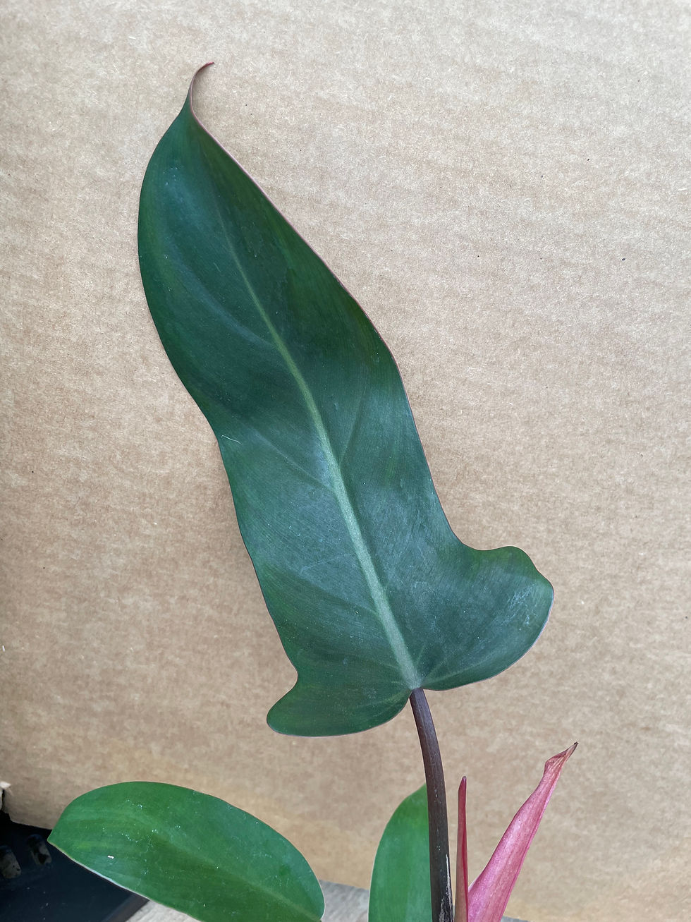 ภาพขนาดย่อ: Philodendron x ‘Florida Bronze’