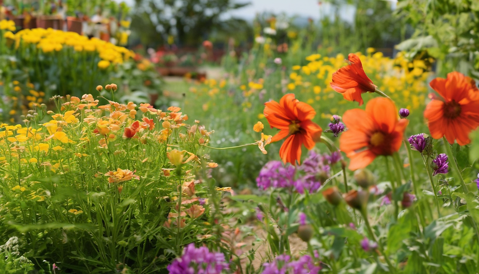 Taller de Creación de Proyectos Comunitarios