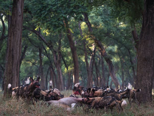 African Wild Dog in Zambia – Where and When to See Africa’s Most Elusive Predator