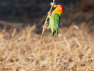 Birding in Zambia: Why It’s One of Africa’s Best Destinations