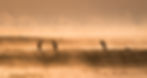A winter scene of rising mist through the soft light of sunrise across a large natural pool on the Busanga Plains