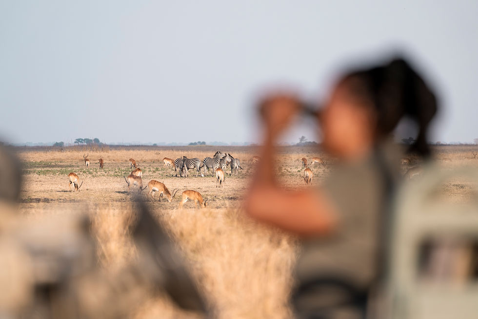 A mixed herd of Zebra, Lechwe and Puku on a game drive from Ntemwa-Busanga Camp with Yvonne, the Kafue's first Female Professional Guide