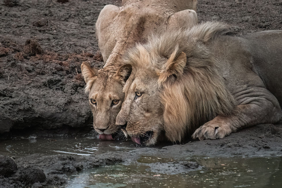 Two lions drink from a small water hole in Zambia's Lower Zambezi National Park