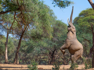 A Lower Zambezi Safari – the new best destination in Southern Africa?