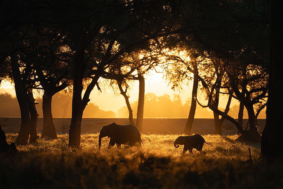 Elephants at sunset in the Lower Zambezi from Kutali Camp