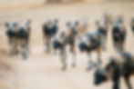 A low angle image of a large pack of African wild dog