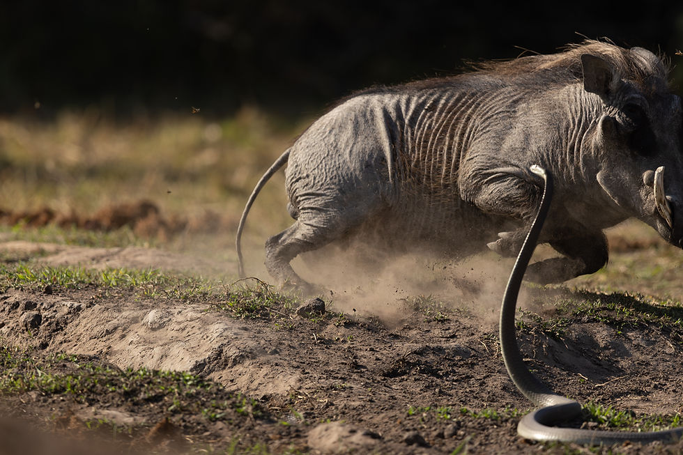 24 Hours at the Kamasot Hide! by Phil Jeffery