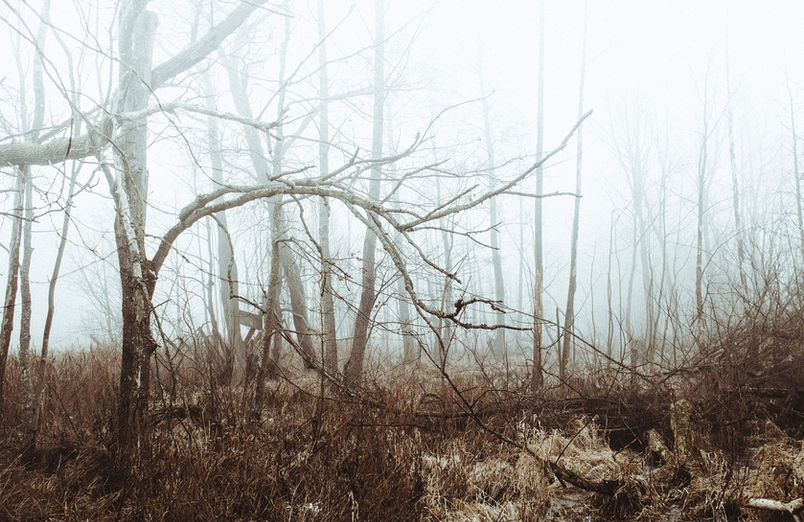 La niebla