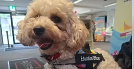 OSPCA Visit To Edenderry Library